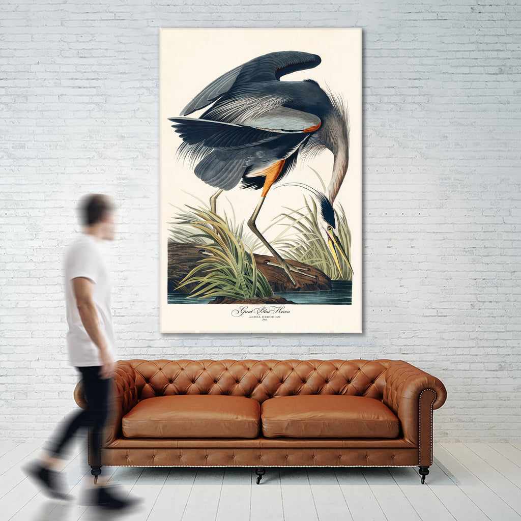 Great Blue Heron