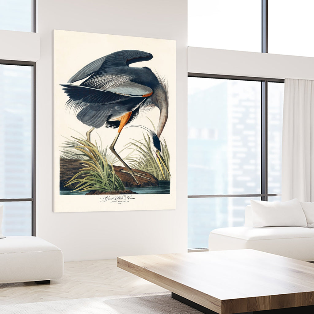 Great Blue Heron
