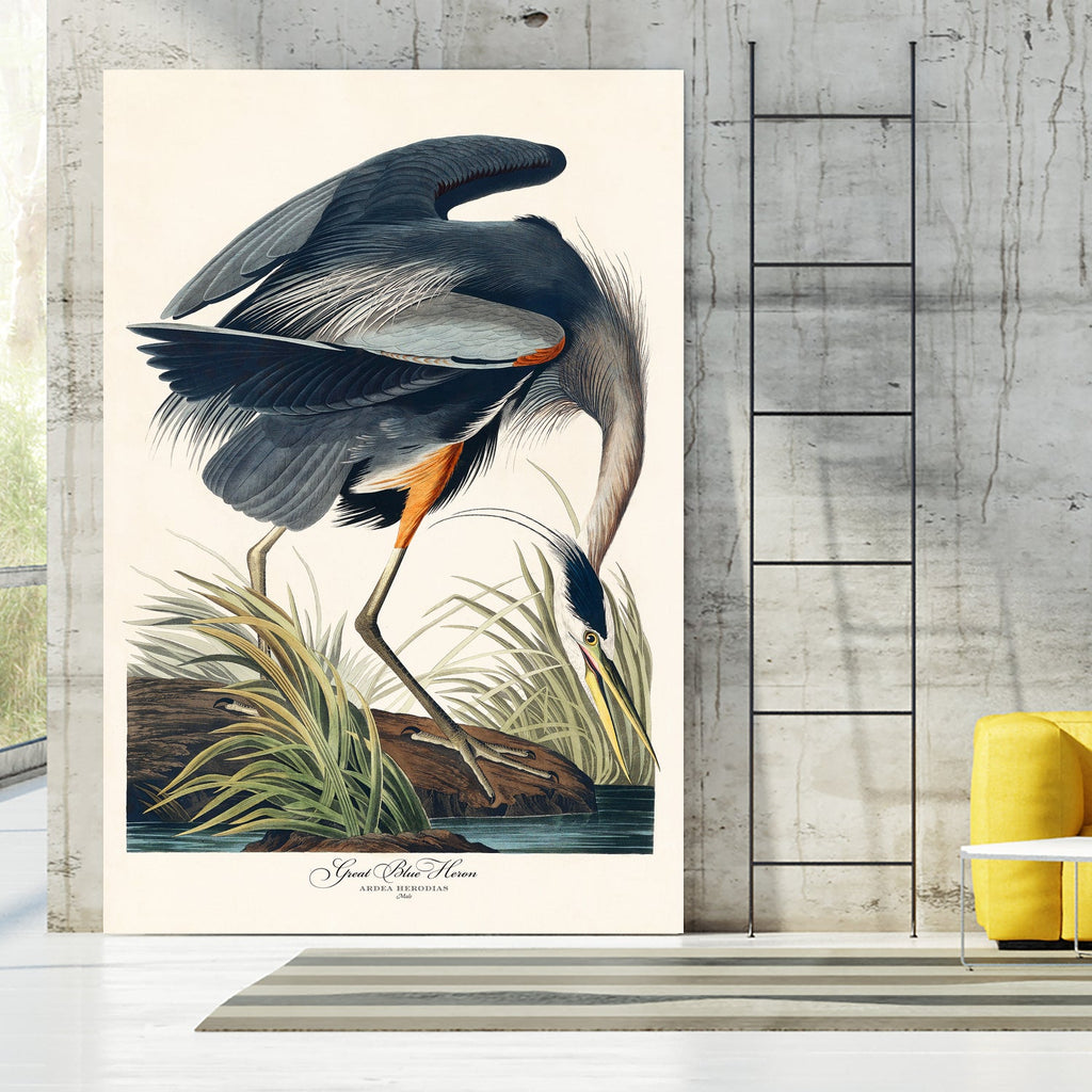 Great Blue Heron