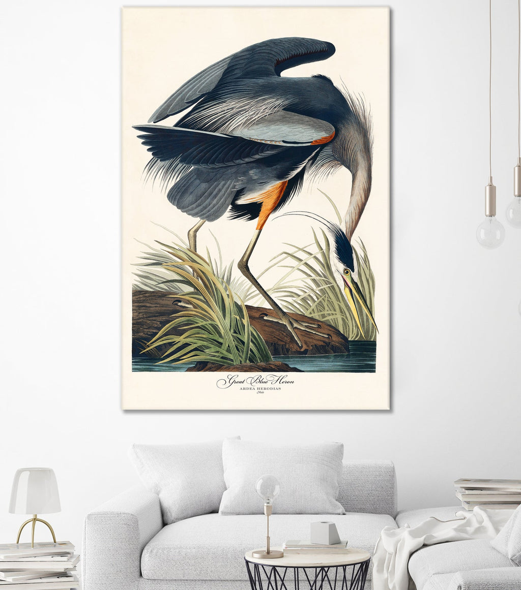 Great Blue Heron