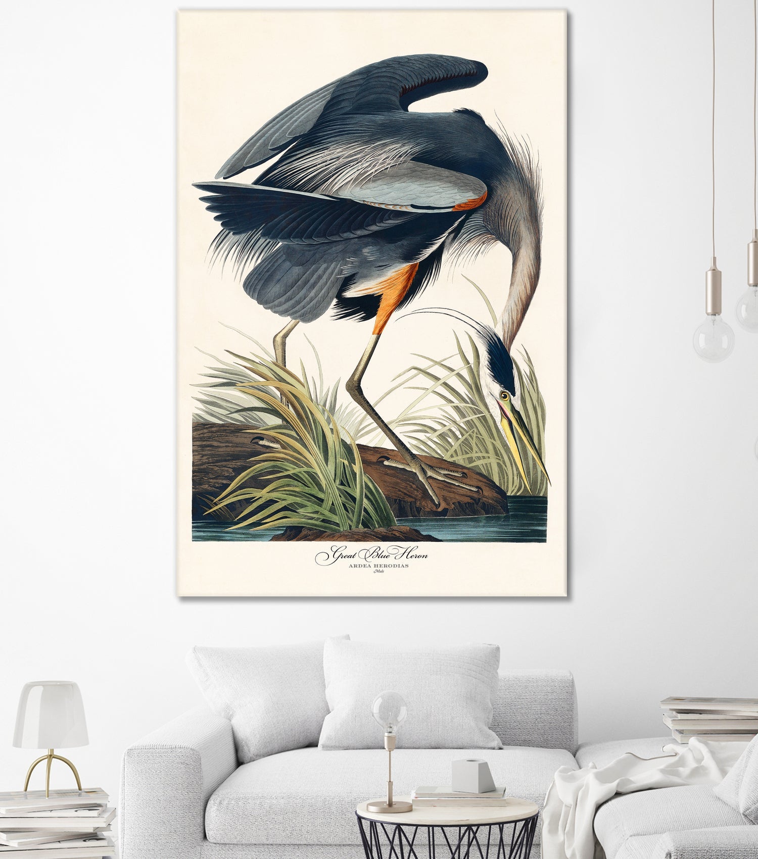 Great Blue Heron