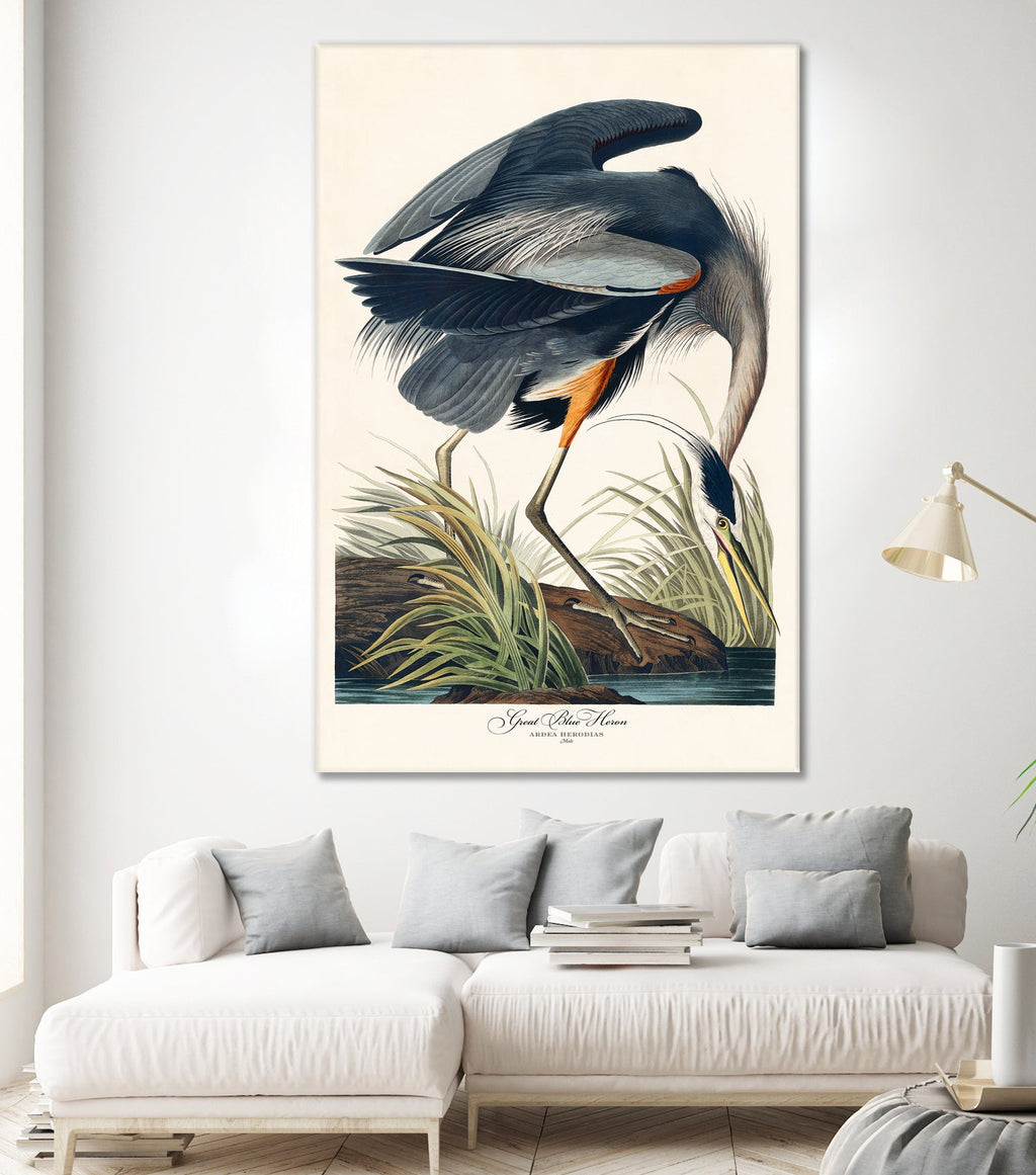 Great Blue Heron