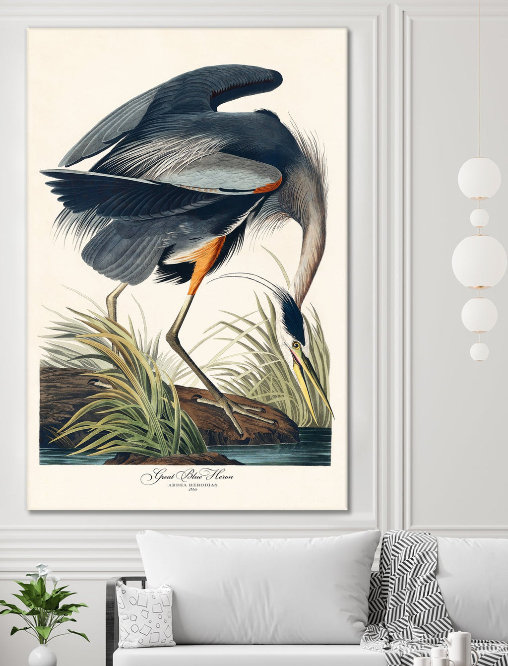 Great Blue Heron