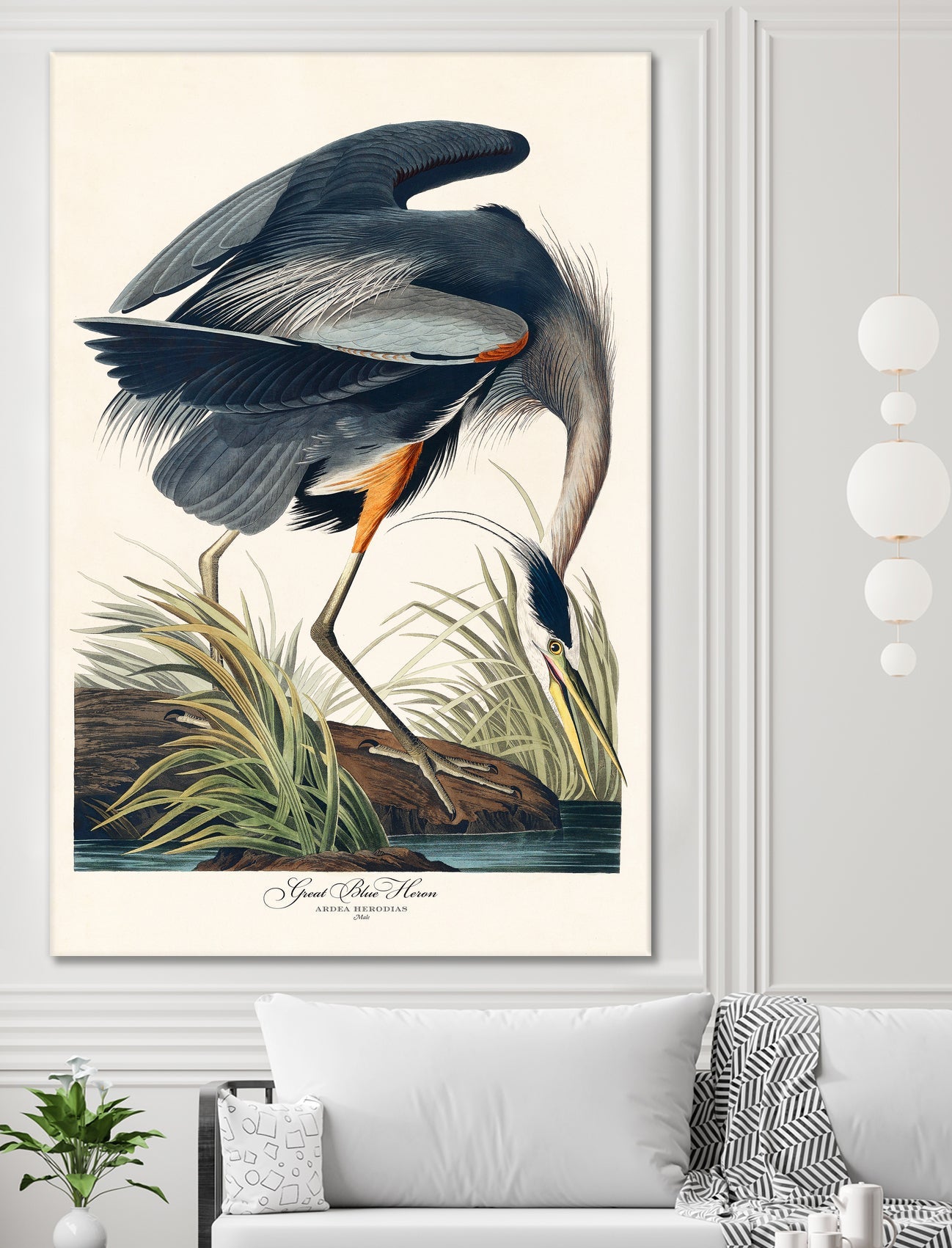 Great Blue Heron