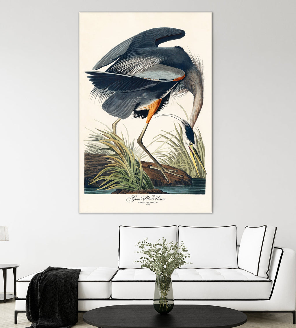 Great Blue Heron