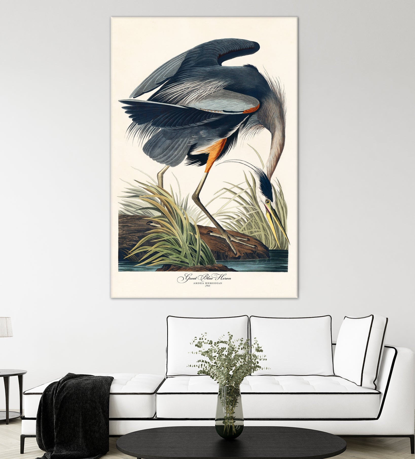 Great Blue Heron