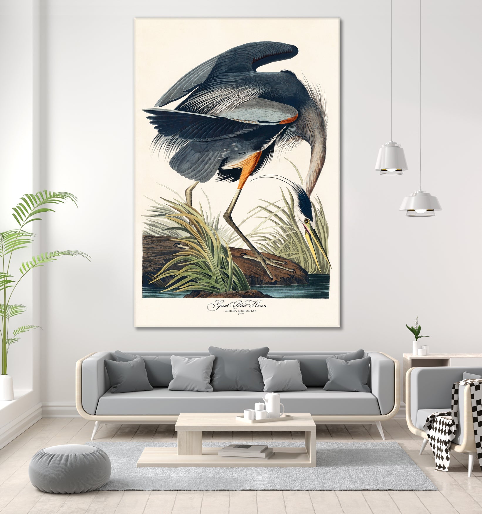 Great Blue Heron