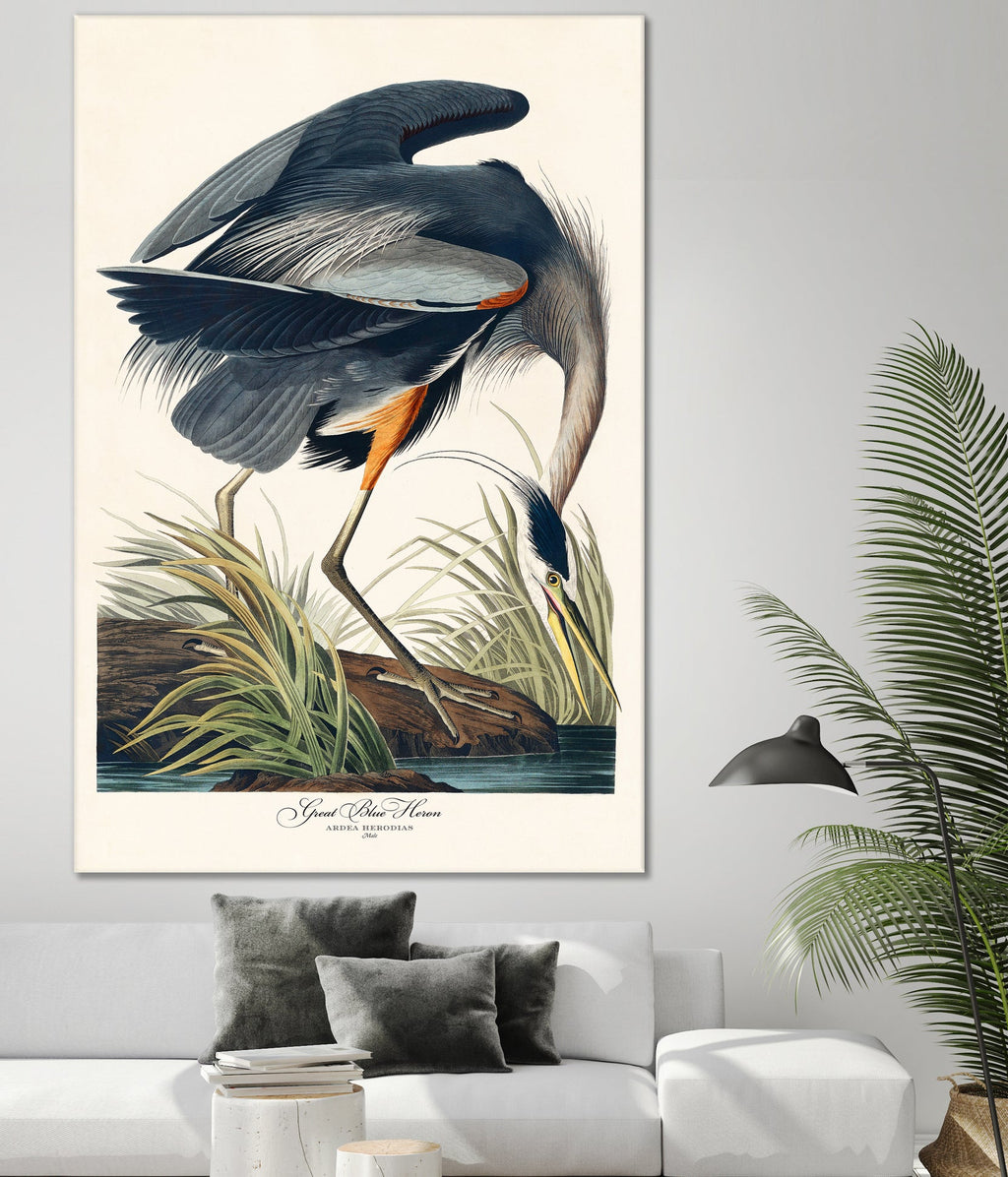 Great Blue Heron
