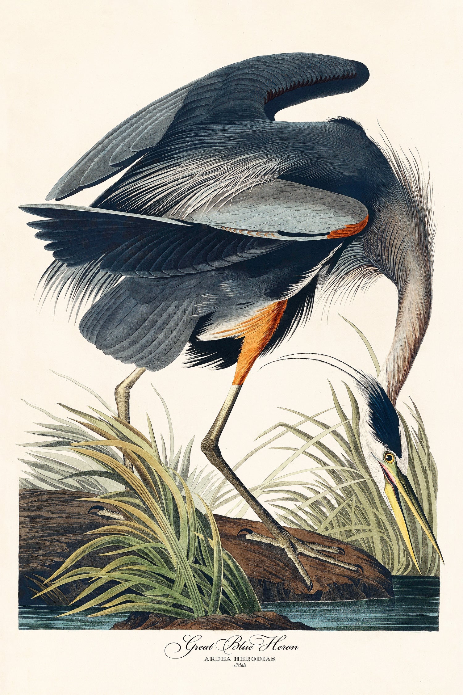 Great Blue Heron