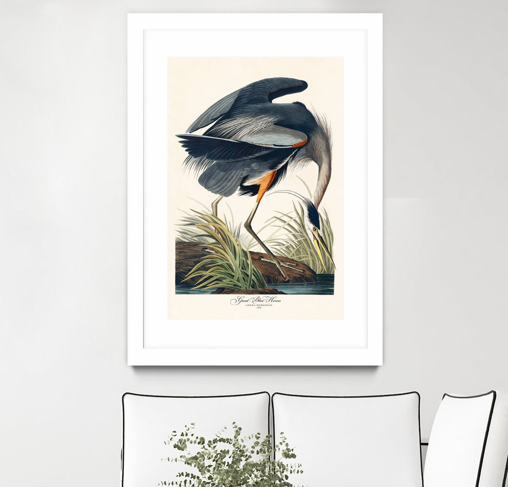 Great Blue Heron