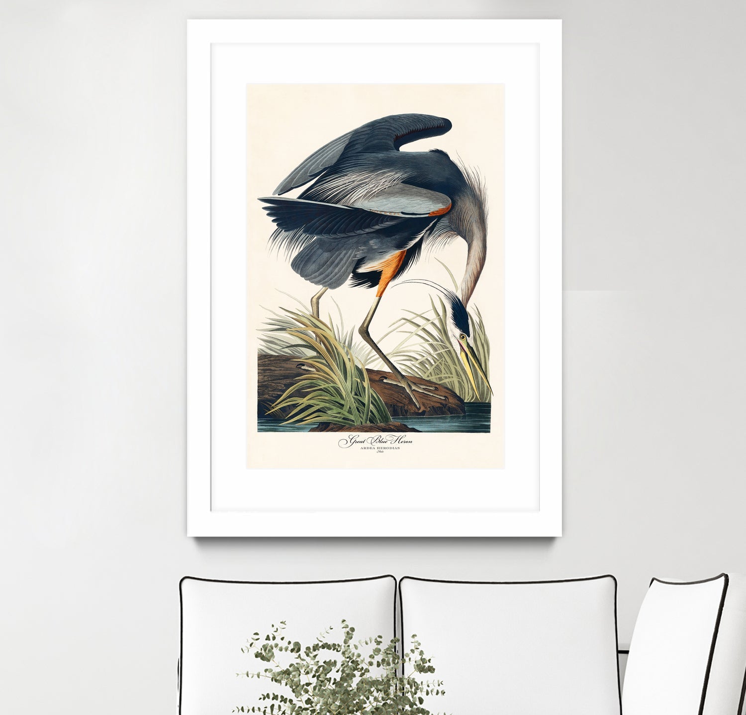 Great Blue Heron