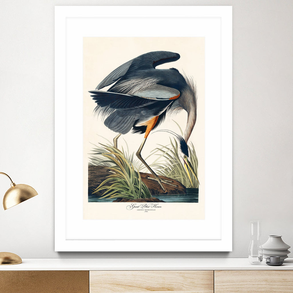 Great Blue Heron