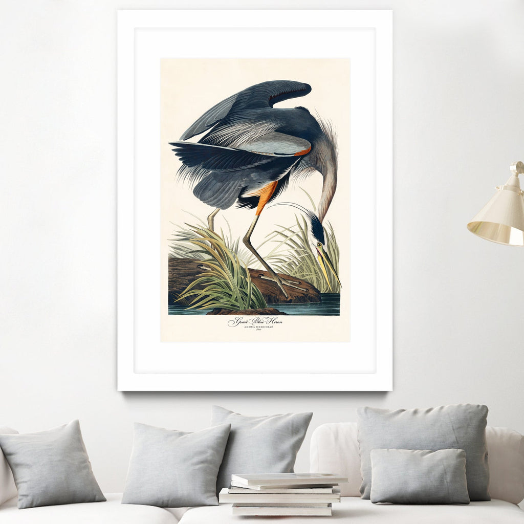 Great Blue Heron