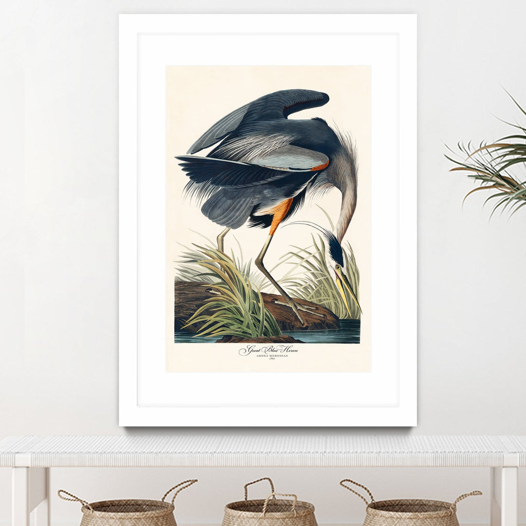 Great Blue Heron