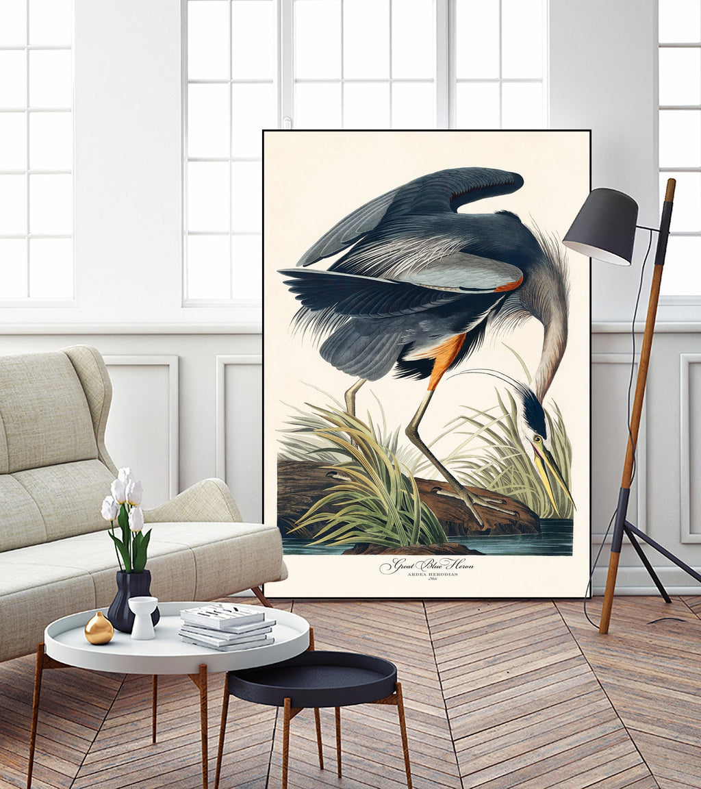Great Blue Heron