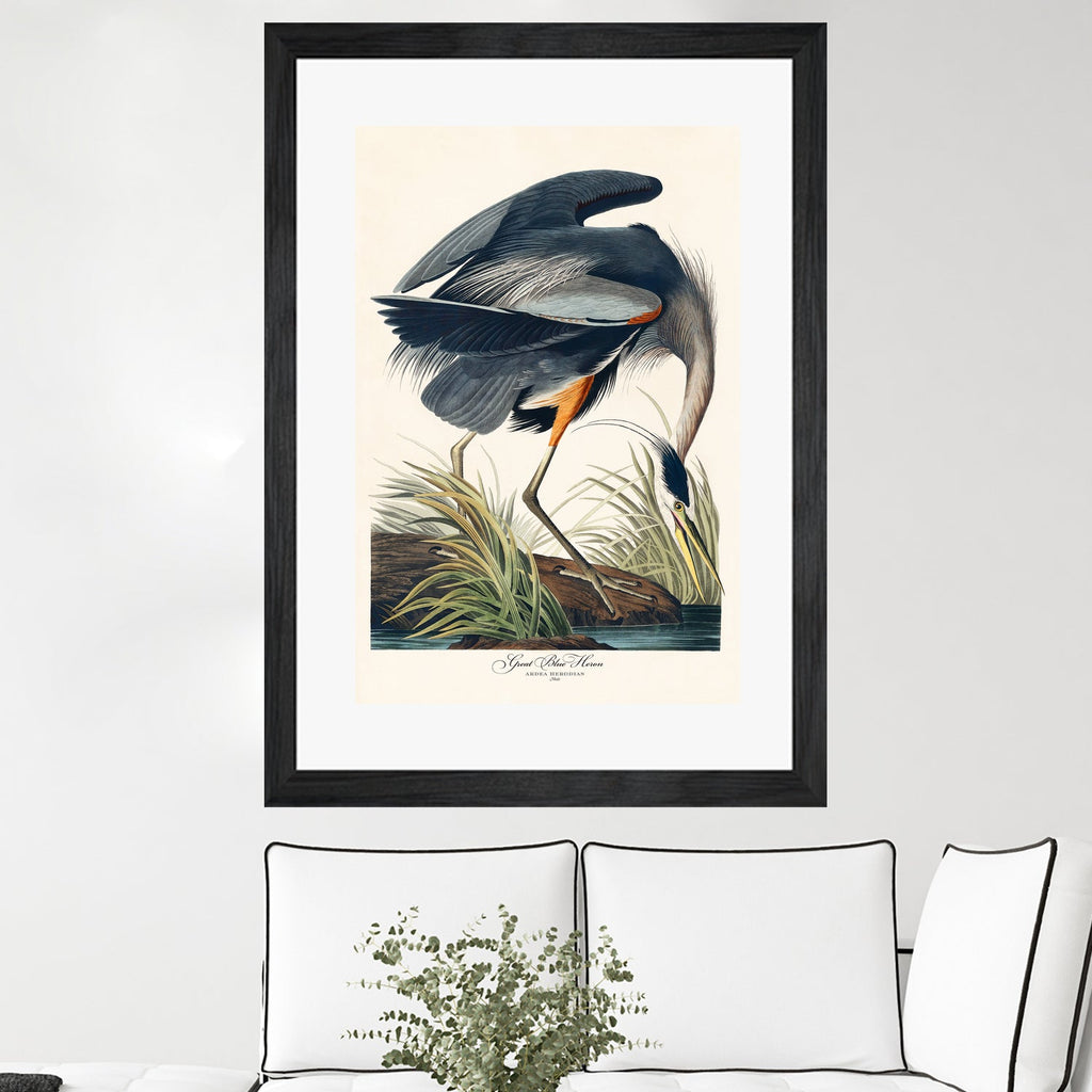 Great Blue Heron