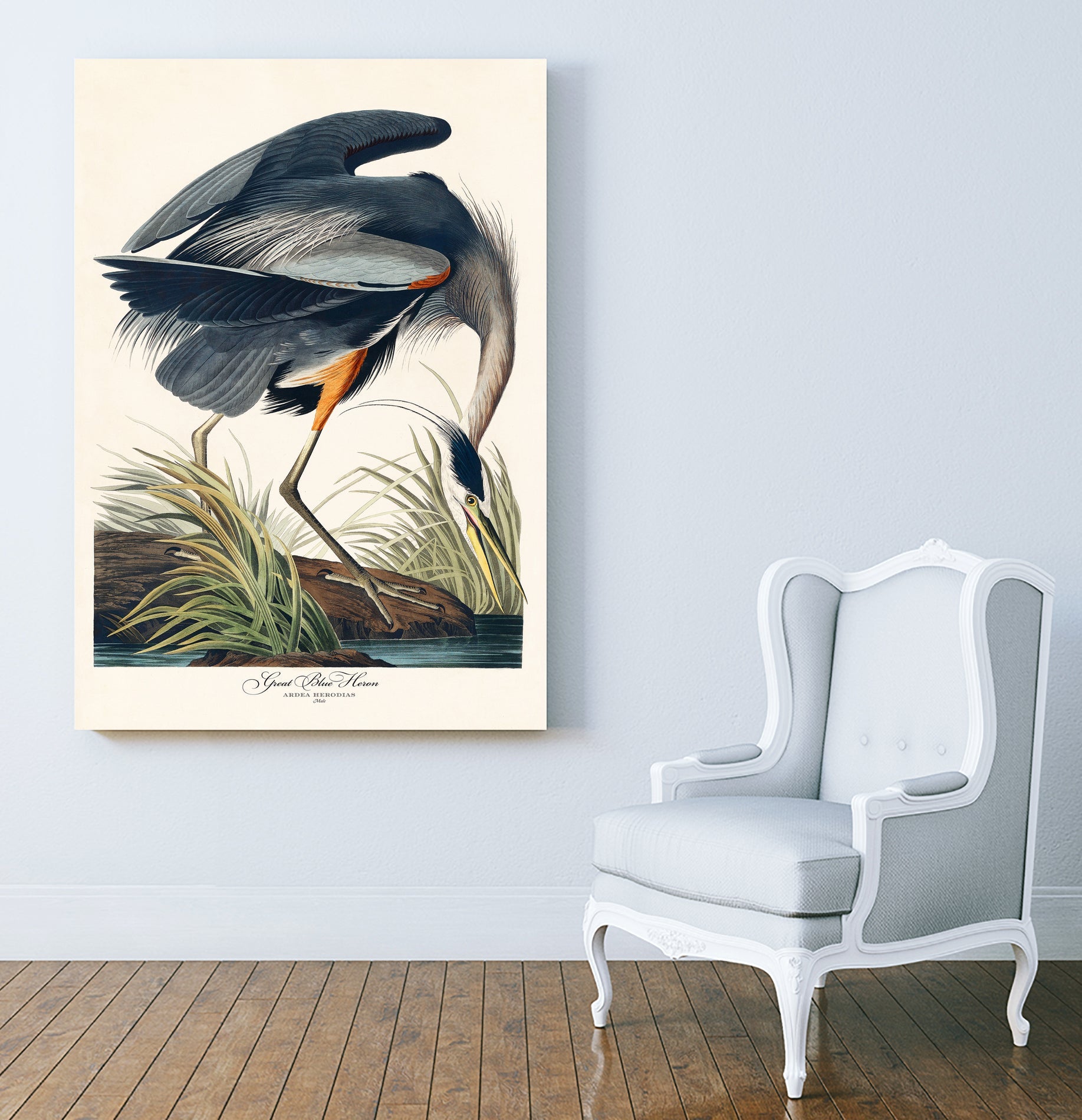 Great Blue Heron