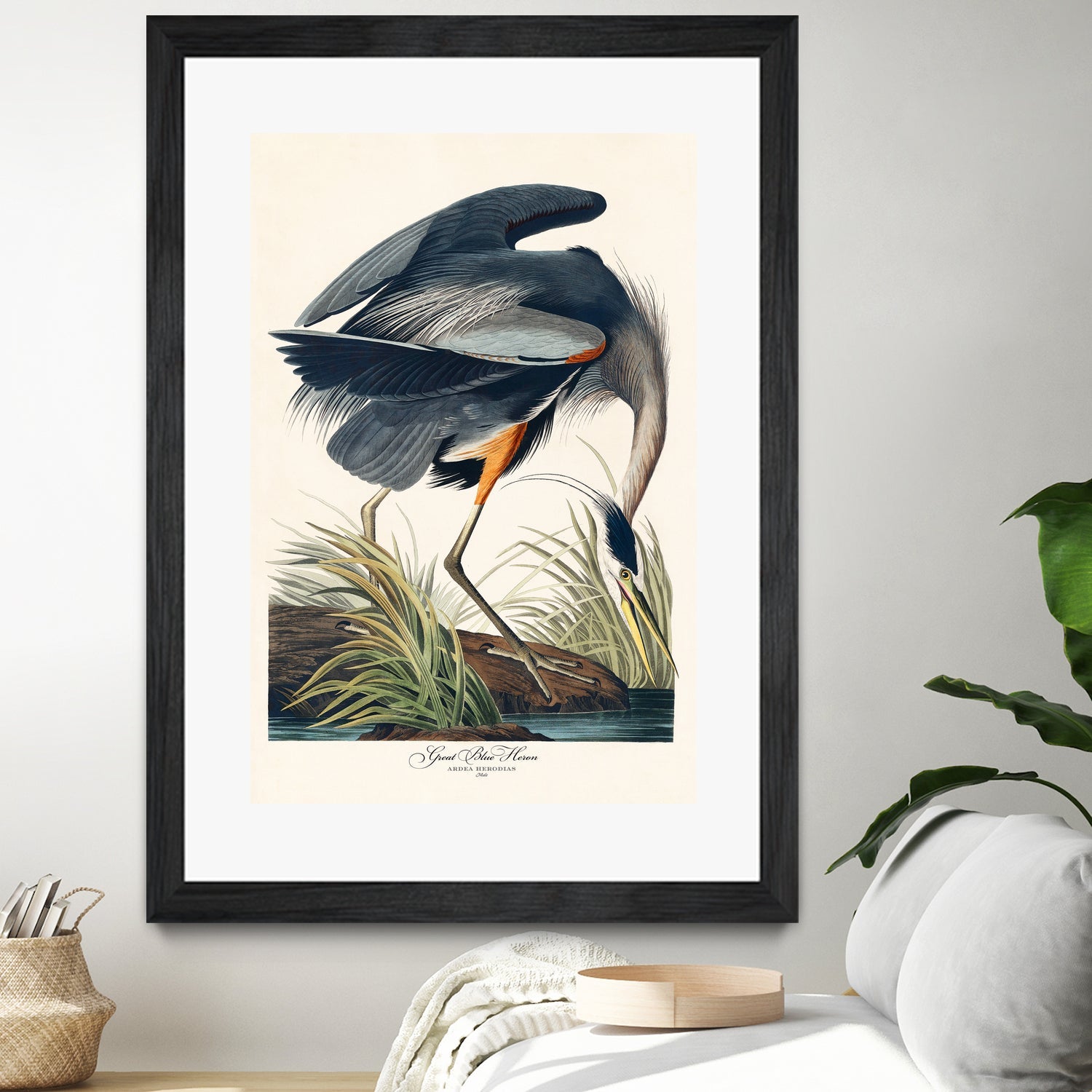 Great Blue Heron