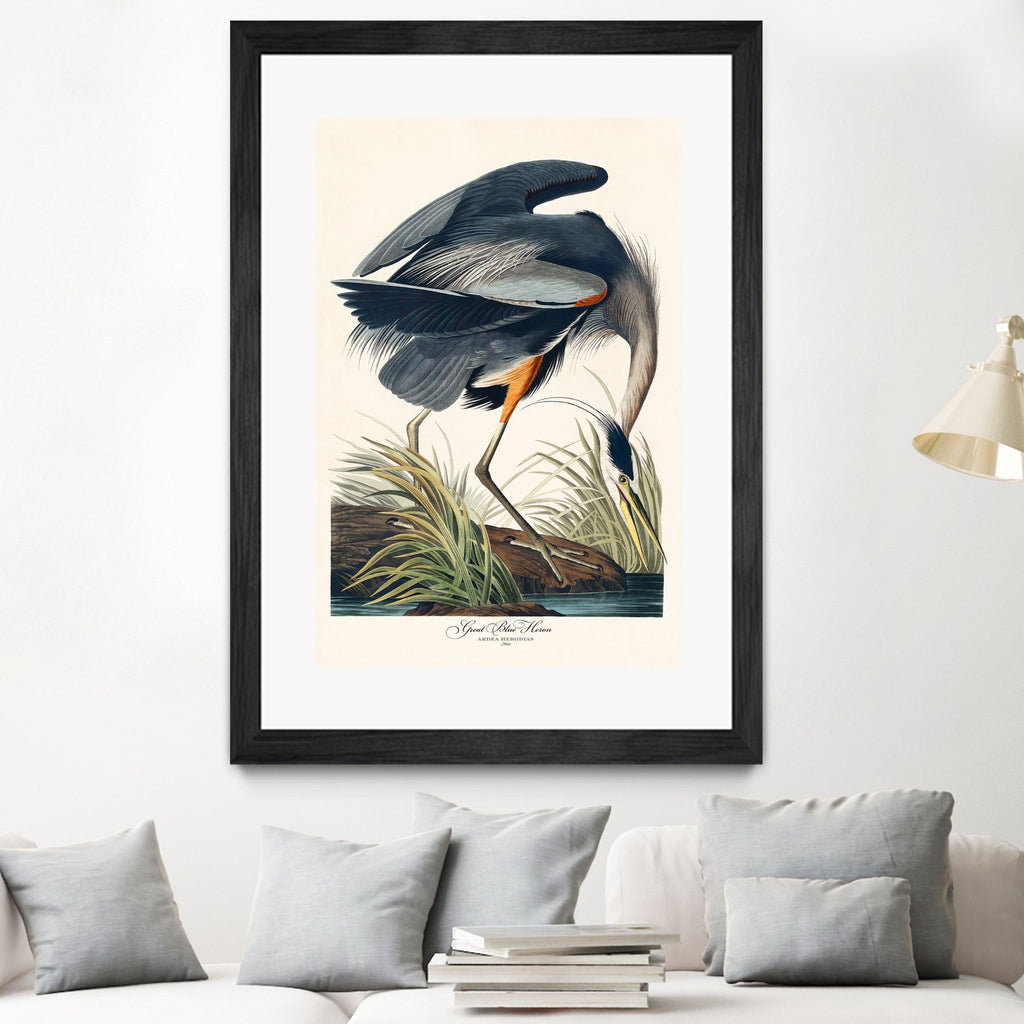 Great Blue Heron
