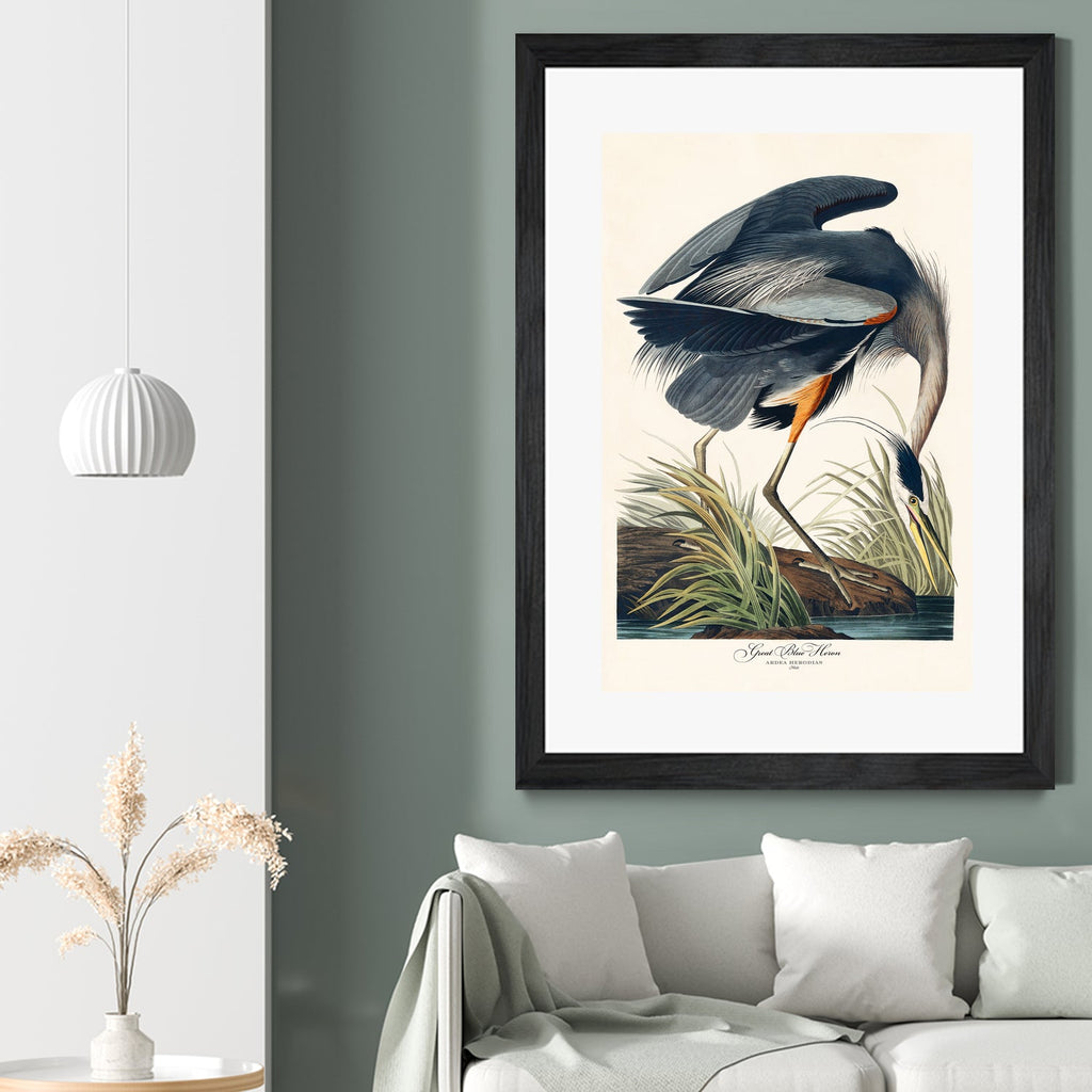 Great Blue Heron