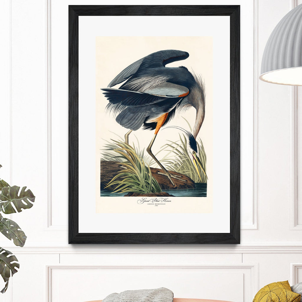 Great Blue Heron