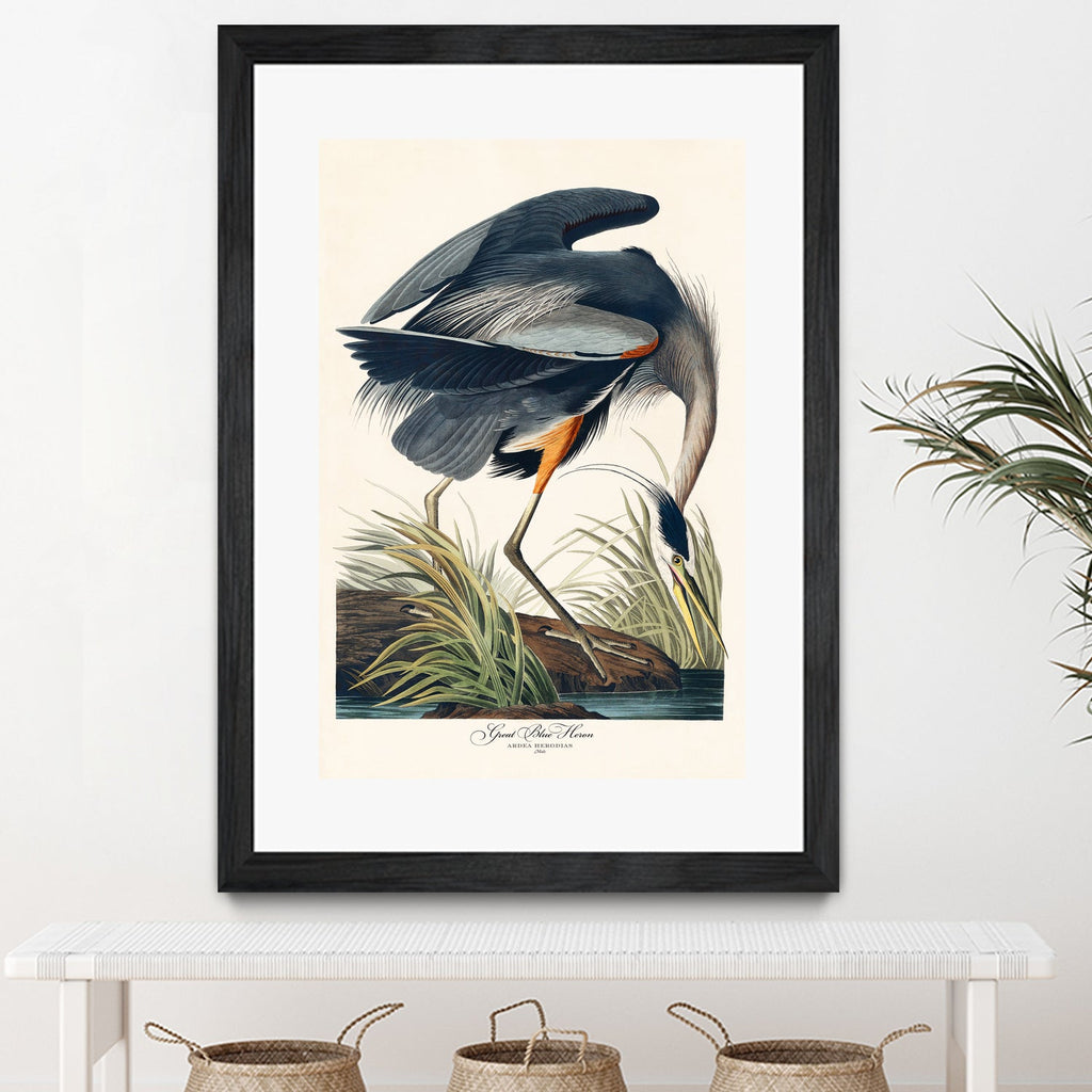 Great Blue Heron