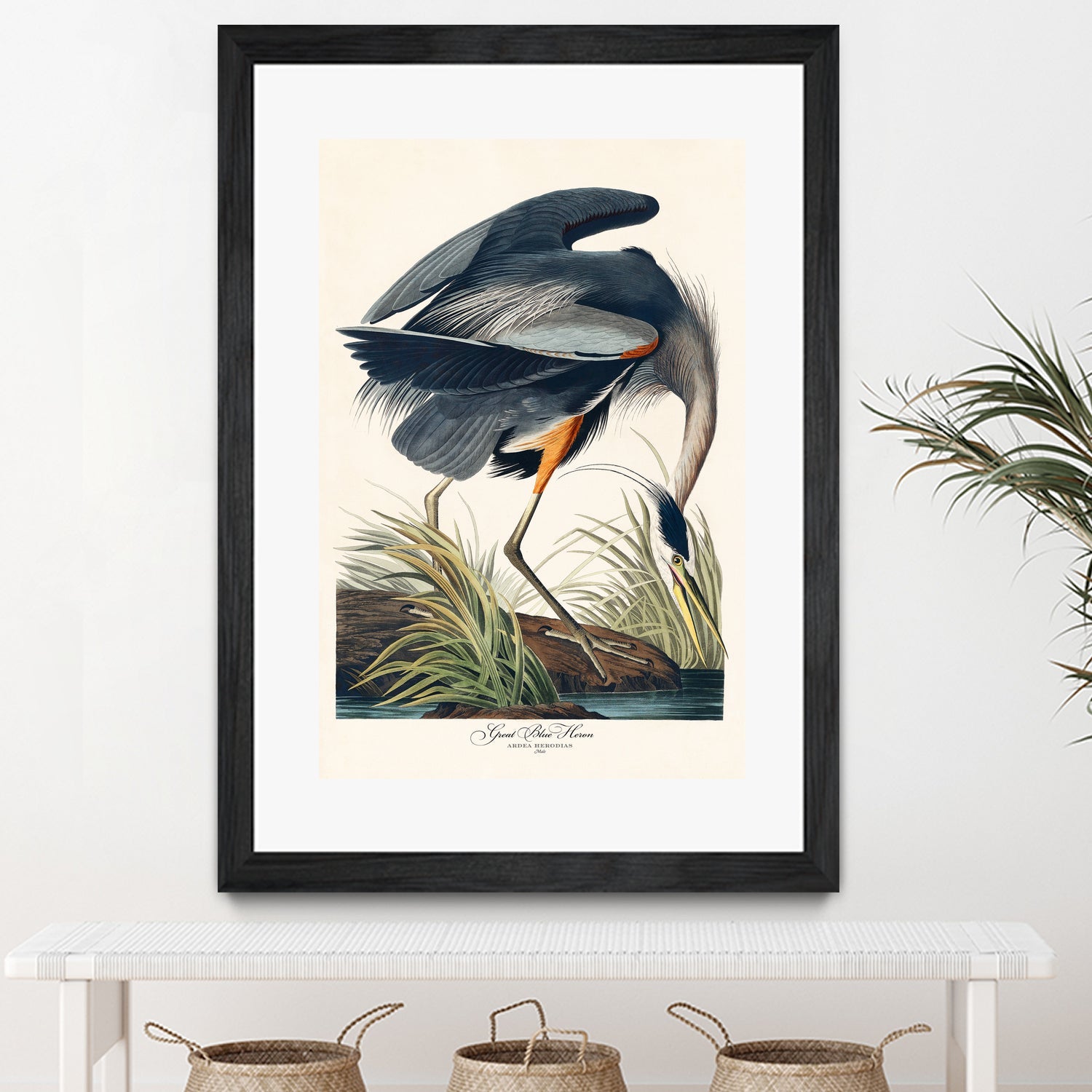 Great Blue Heron