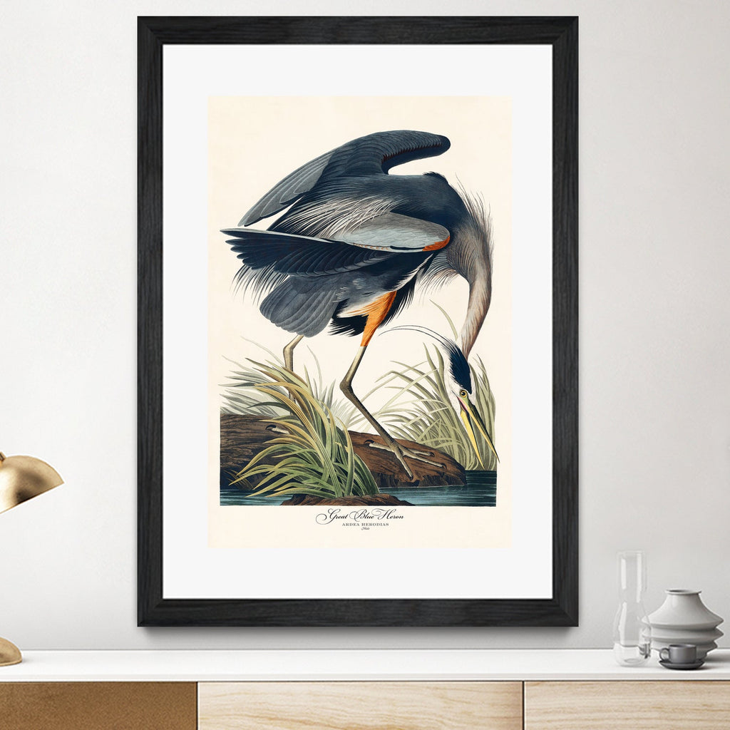 Great Blue Heron