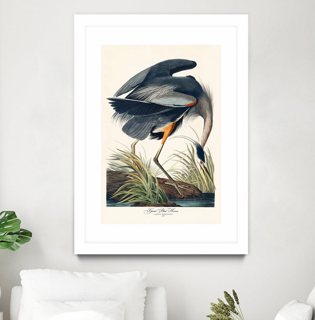 Great Blue Heron