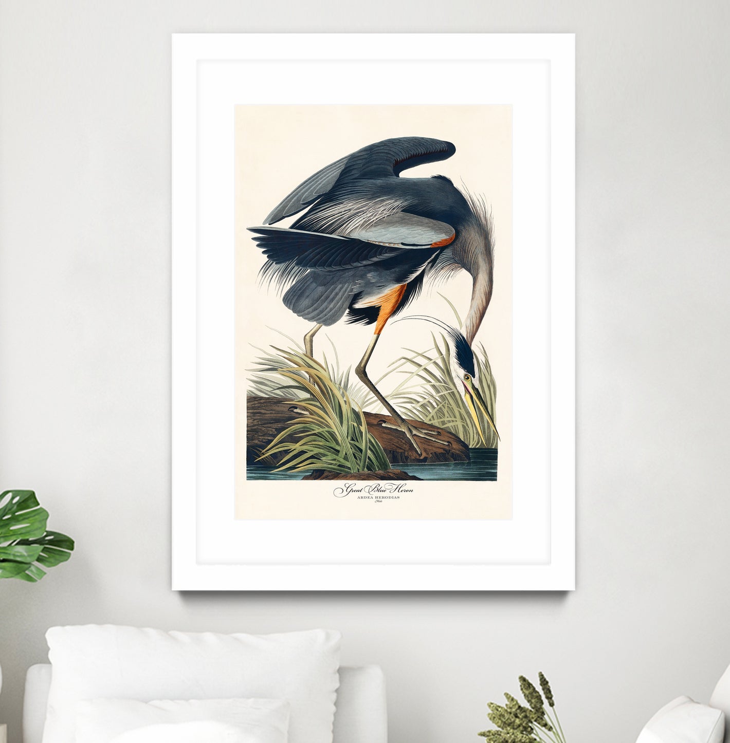Great Blue Heron
