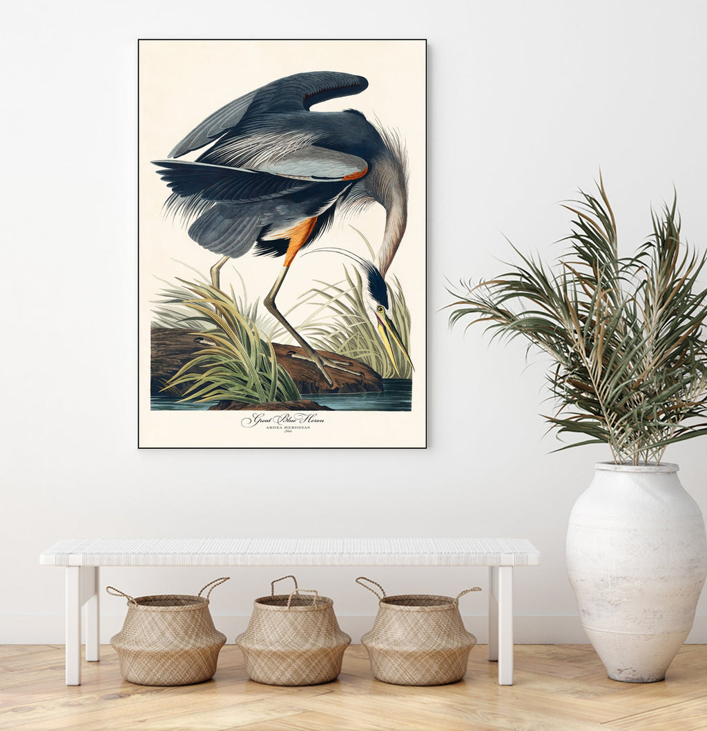 Great Blue Heron