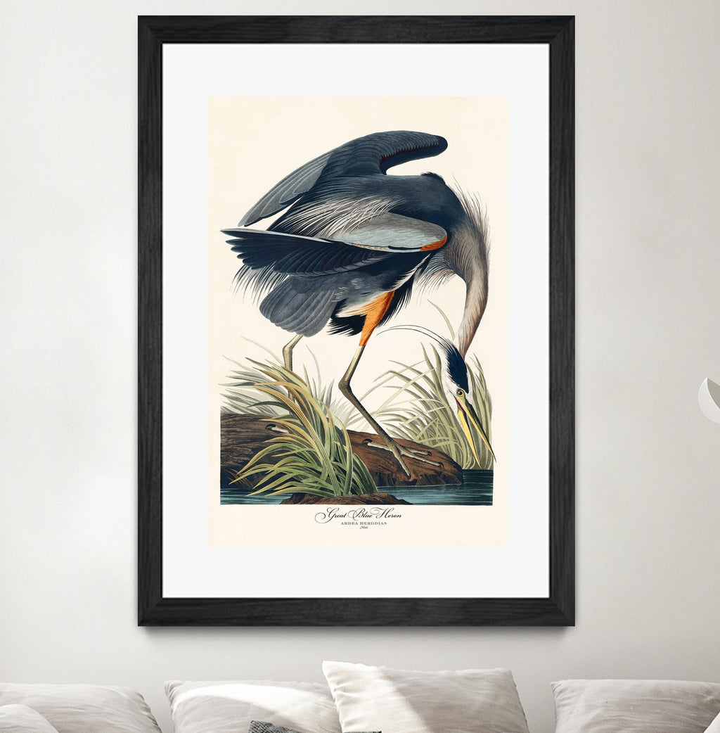 Great Blue Heron