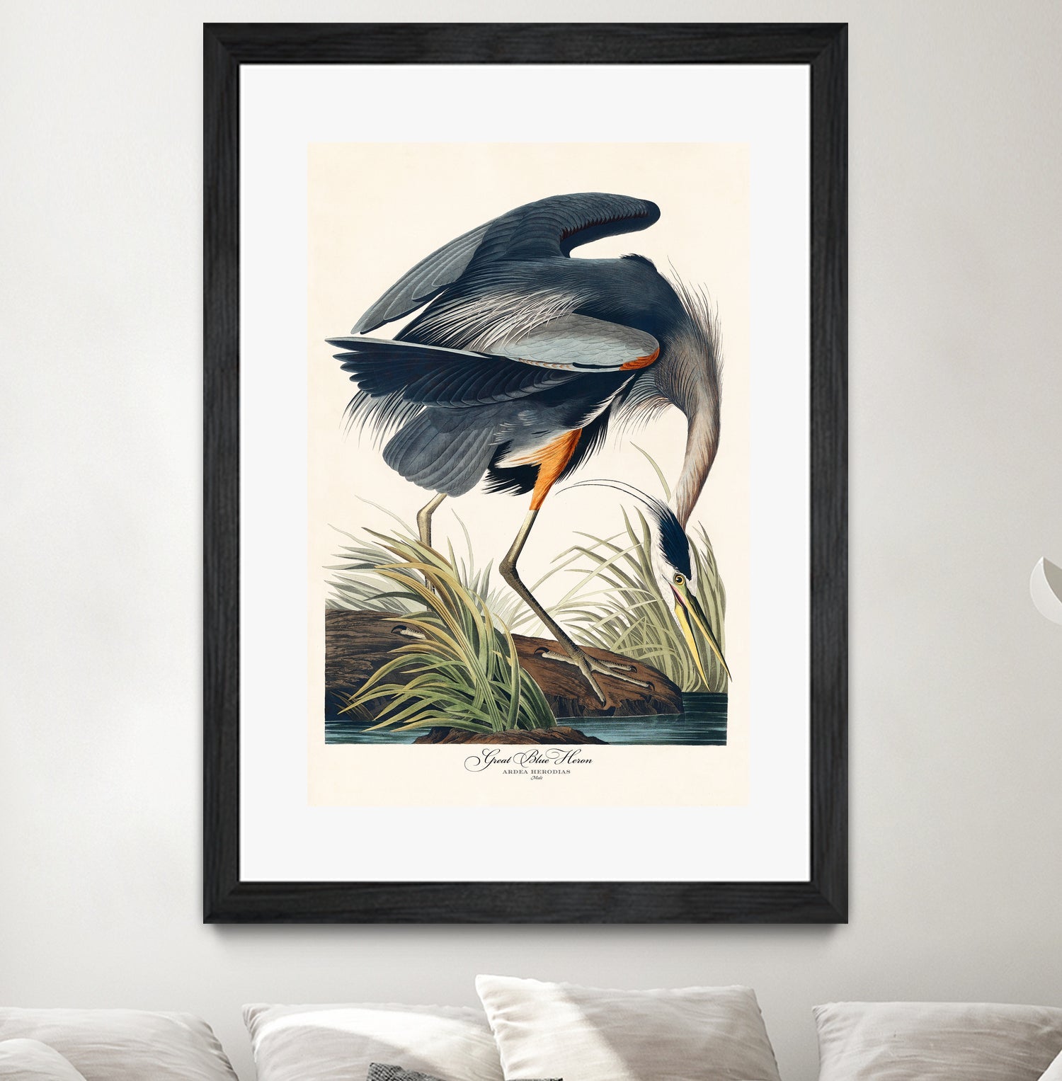 Great Blue Heron