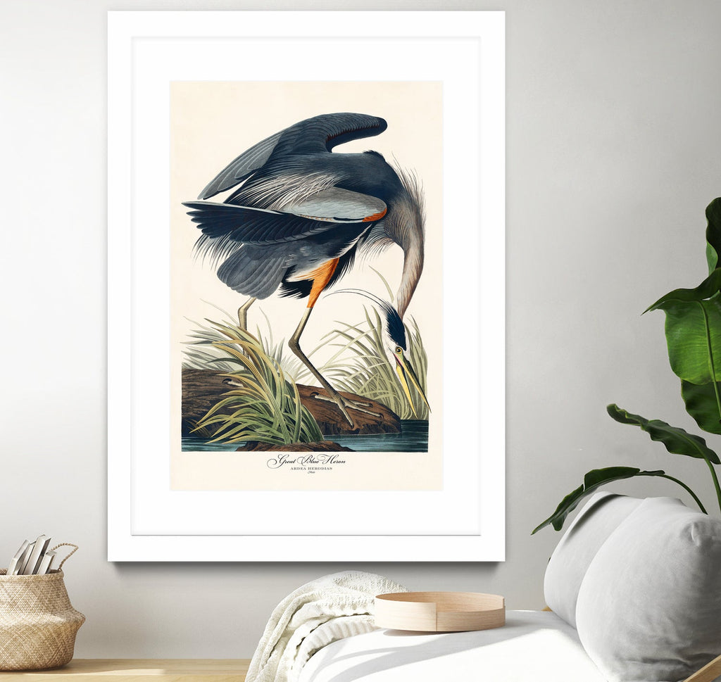 Great Blue Heron