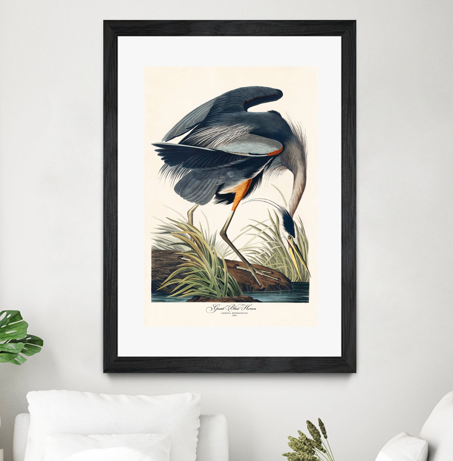 Great Blue Heron