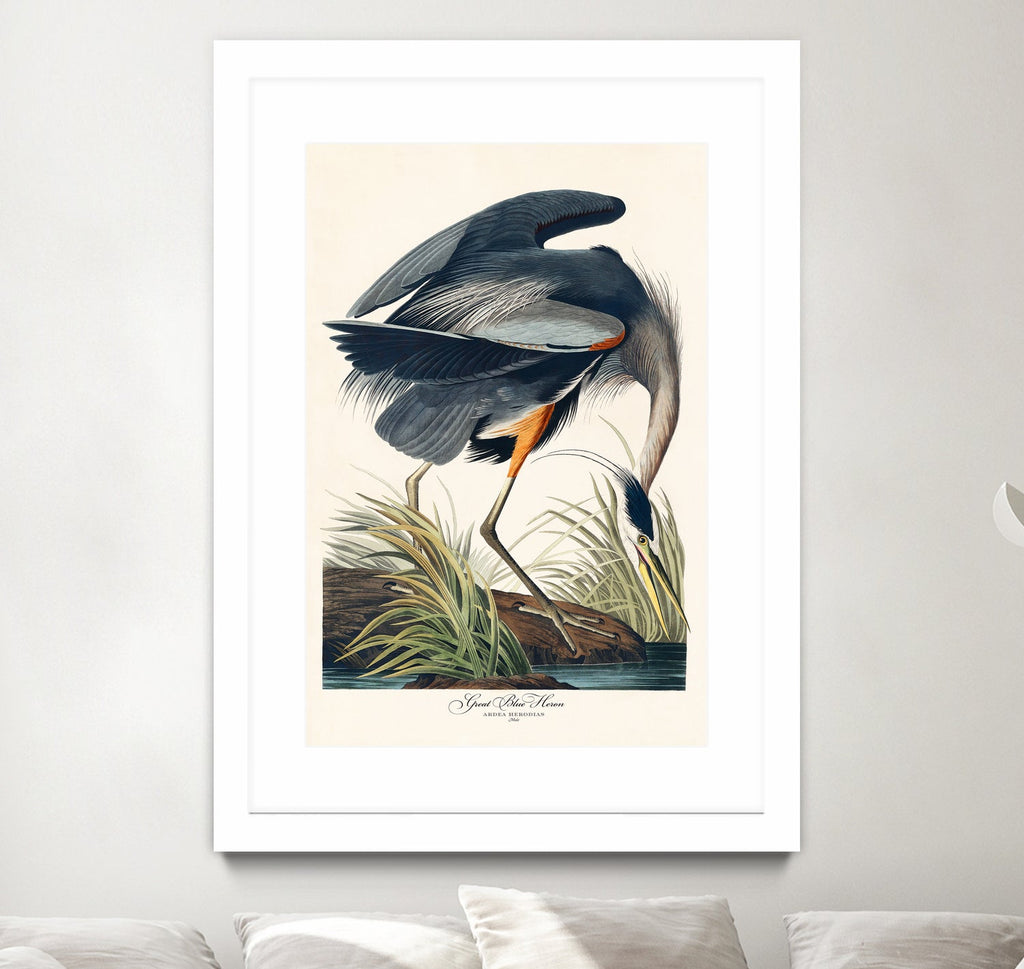 Great Blue Heron