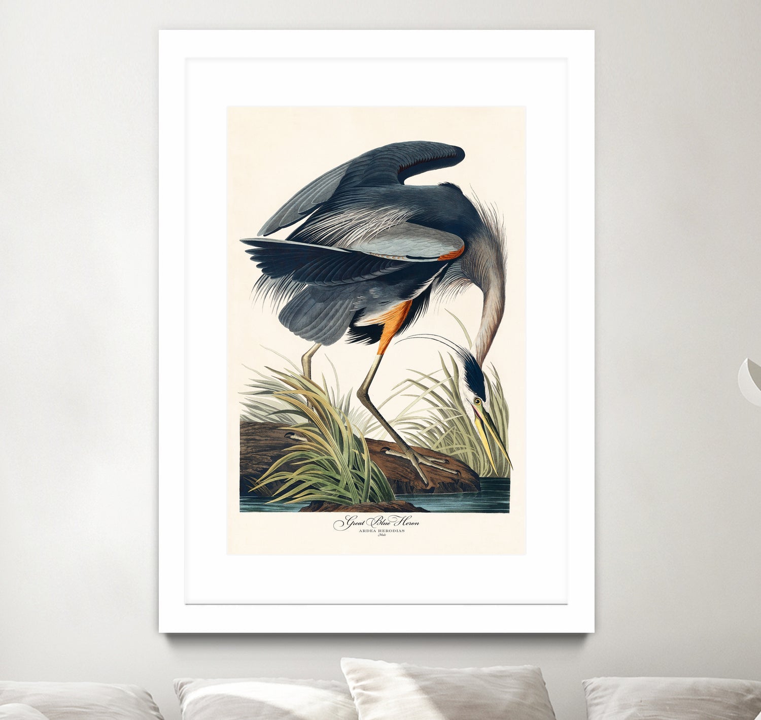 Great Blue Heron