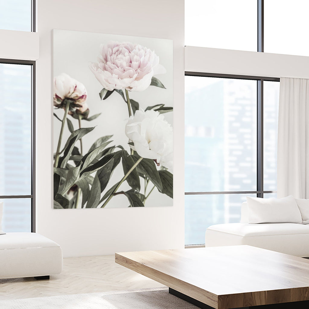 Peony 04
