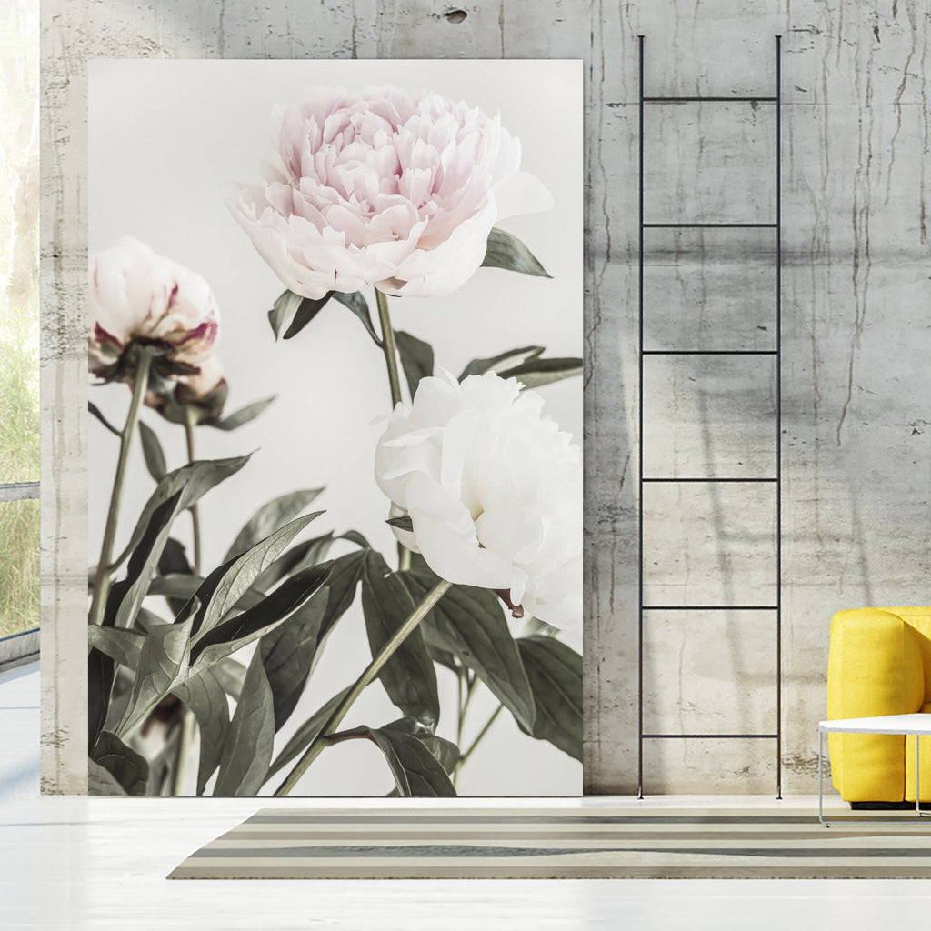Peony 04