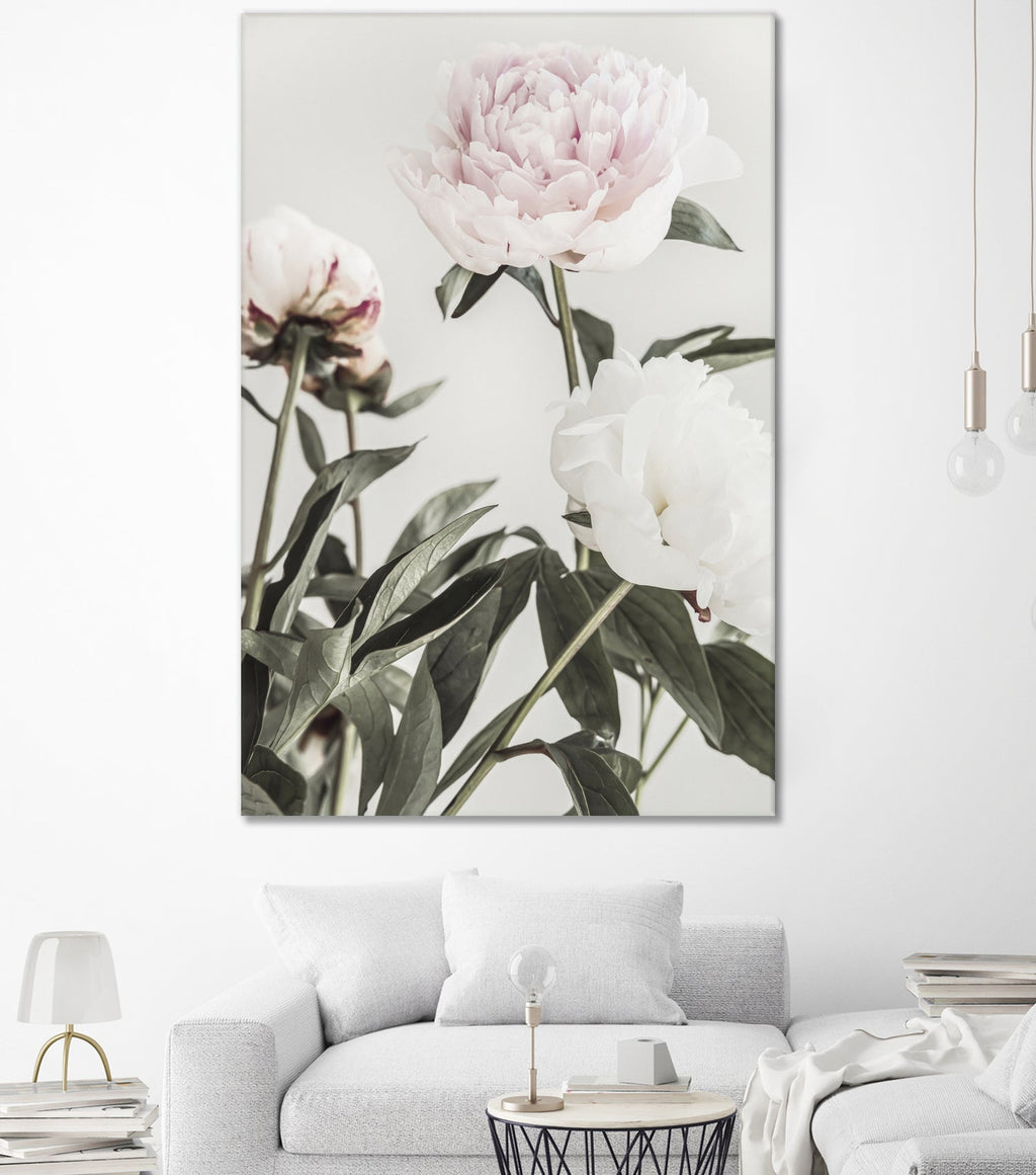 Peony 04