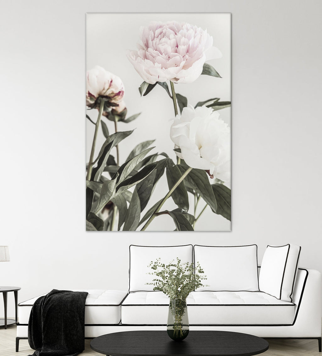 Peony 04