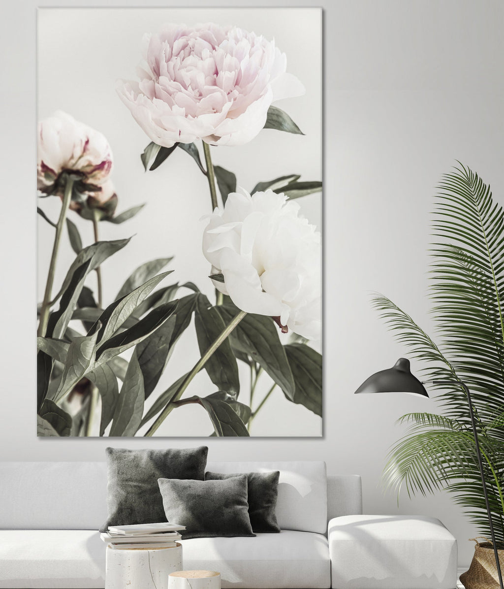 Peony 04