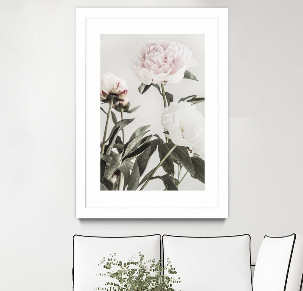 Peony 04