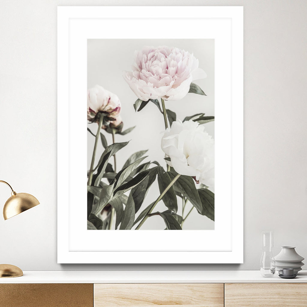Peony 04