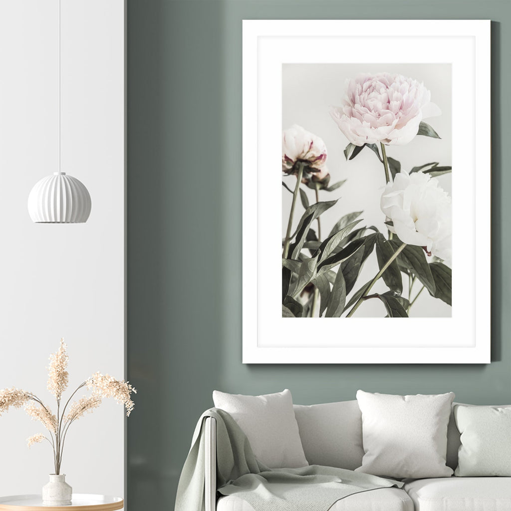 Peony 04