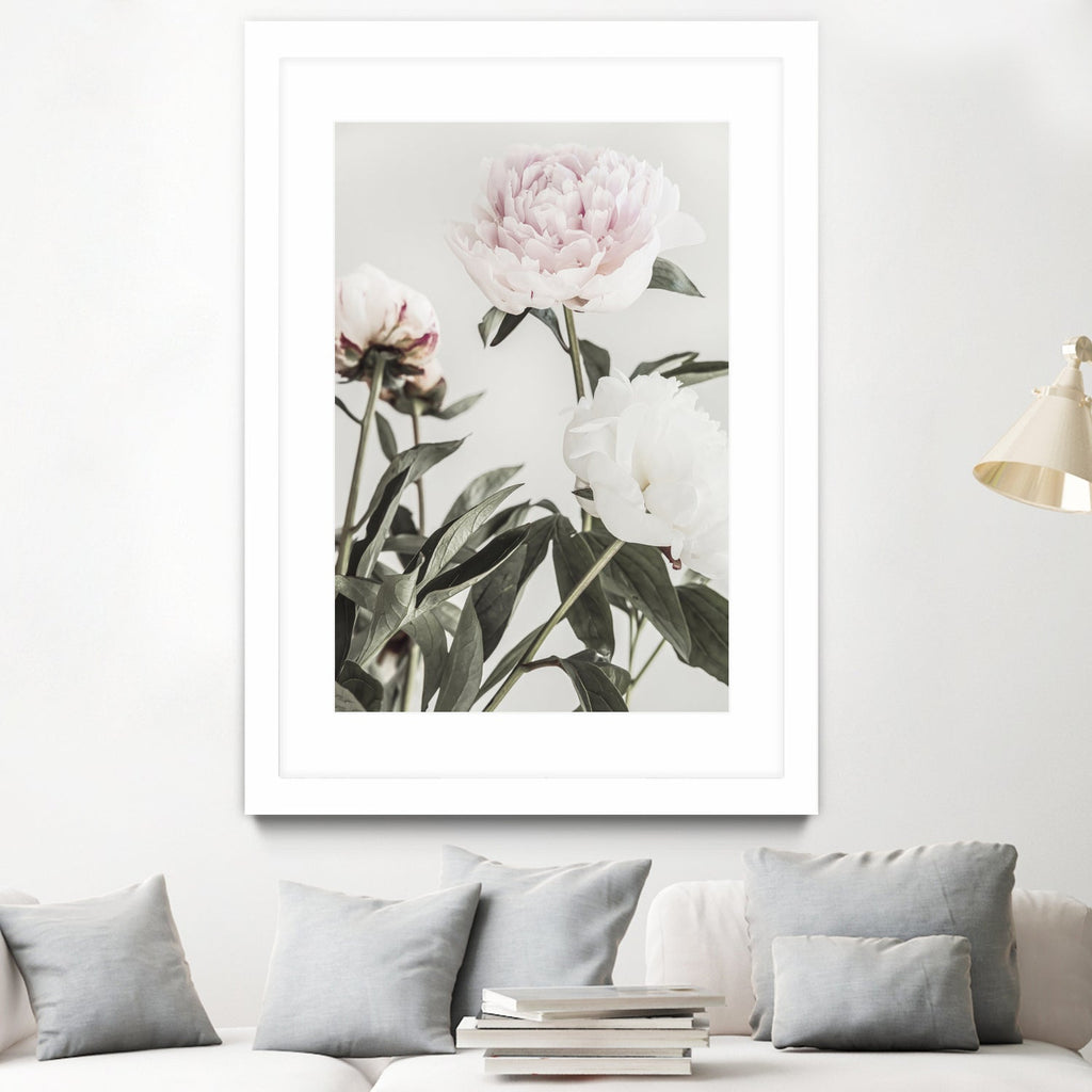 Peony 04