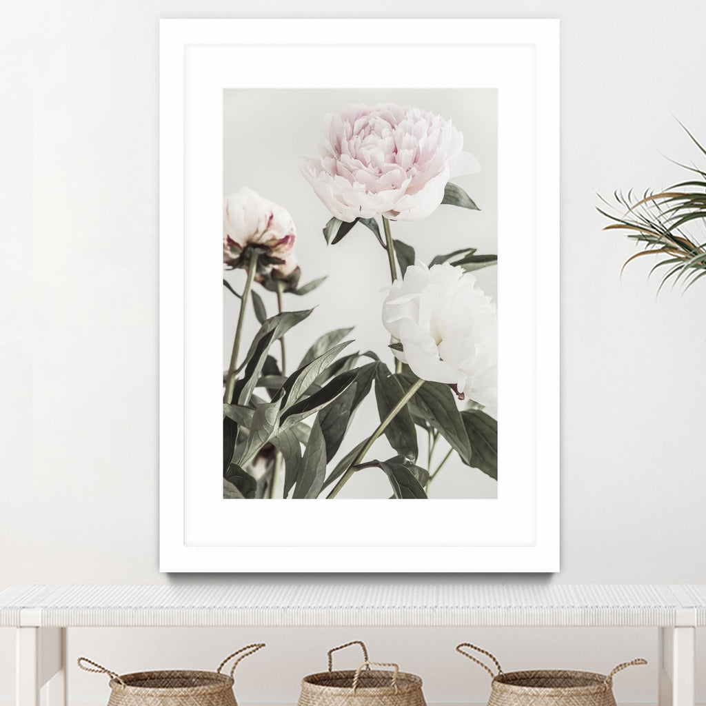 Peony 04