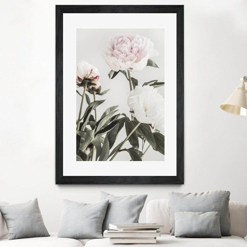 Peony 04