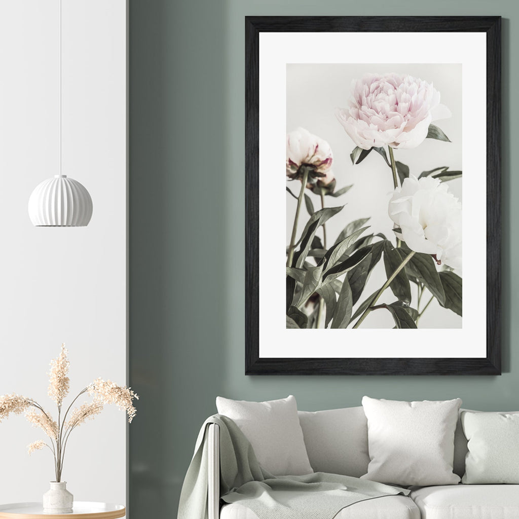 Peony 04