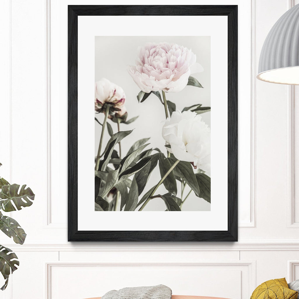 Peony 04
